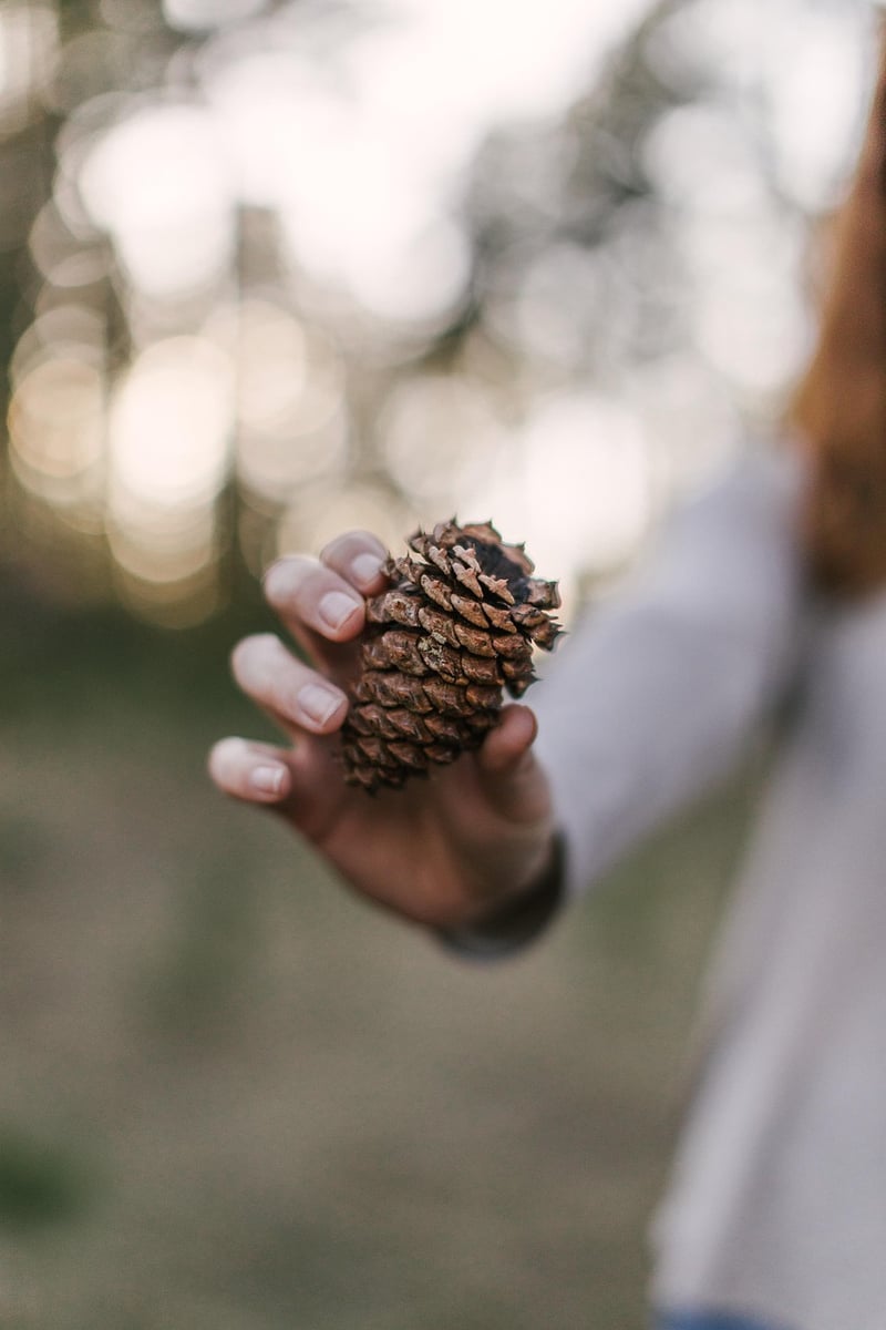 Pine Cones