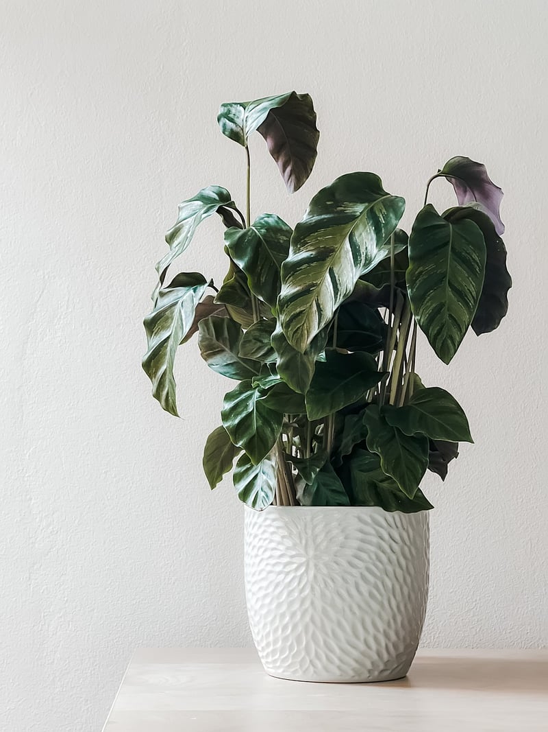 Plant Sprout